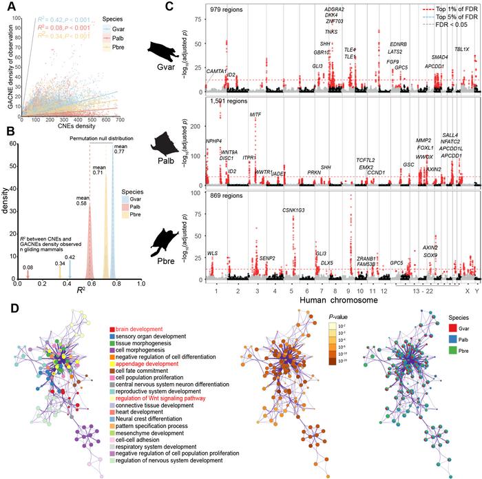 Evolutionary hotspots of GACNEs and their potential functional roles