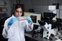 Examining HeLa Cells