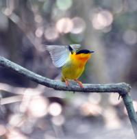 Golden Collared Manakin
