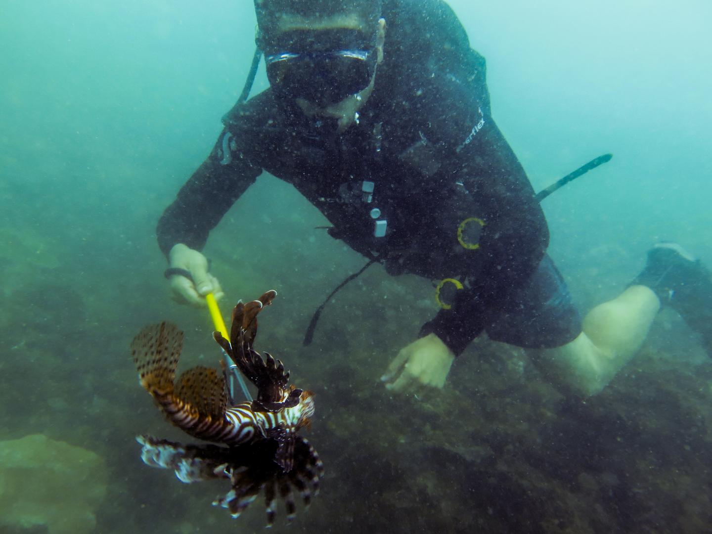 Lionfish predation experiment