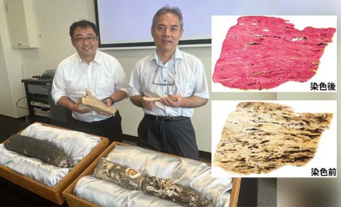 Visualization of Ancient Collagen in Fossil Bone