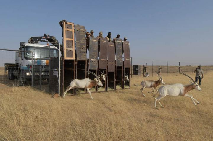 Gazelles