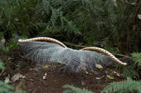 Lyrebirds (2 of 2)