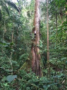Scientists in Colombia measuring a giant Ceiba tree