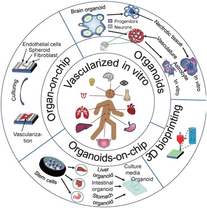 Various techniques, including organ-on-chip, organoid, organoid-on-chip, and 3D bioprinting, are effective methods to create vascularized chips in vitro.