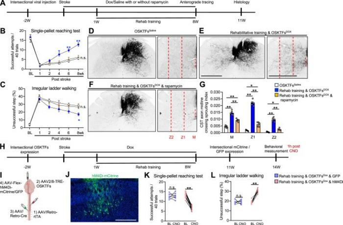 Effects of rapamycin and chemogenetic silencing on CST sprouting and functional recovery with combined treatment