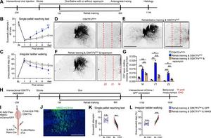 Effects of rapamycin and chemogenetic silencing on CST sprouting and functional recovery with combined treatment