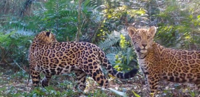 Decline in prey increases risk of jaguar extinction in Atlantic Forest