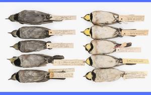 Historical bird samples from a museum collection.