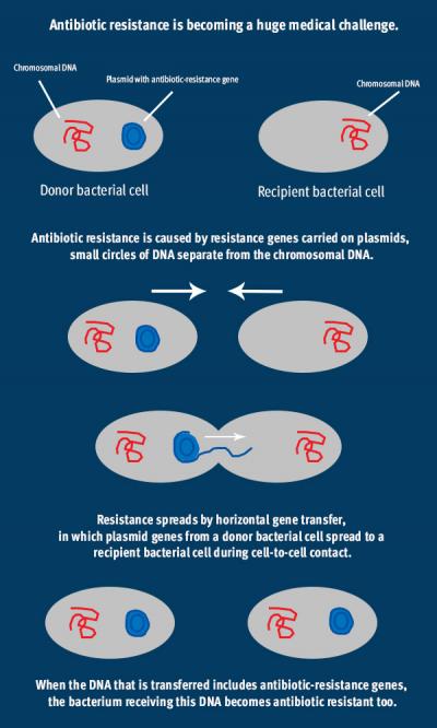 Gene-Swapping Plasmids Aid Antibiotic Resistance in Hospitals (2 of 2)