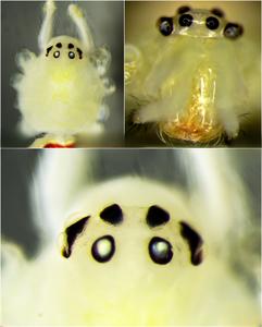 Cephalothorax of female holotype of T. himalayana sp. nov.