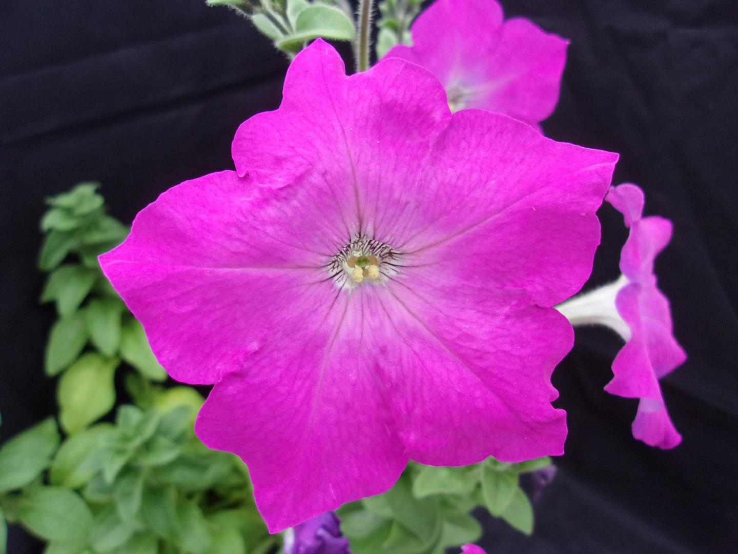 F0198 Purple Petunia