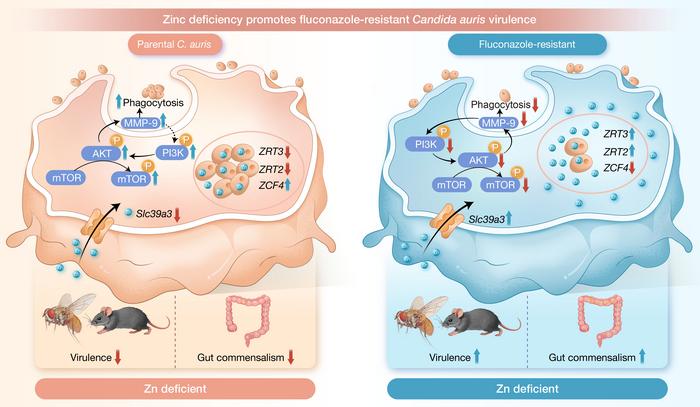 Zinc deficiency promotes fluconazole-resistant Candida auris virulence