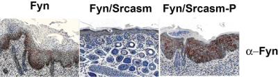Signal Protein Shows Promise for Blocking Tumor Promoters in Skin Cells