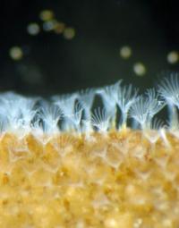 Bryozoan <I>Alcyonidium diaphanum</I>