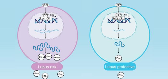 Genetic variant of an immune gene impacts lupus risk