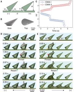 Selective directional liquid transport on artificial CMIAs.