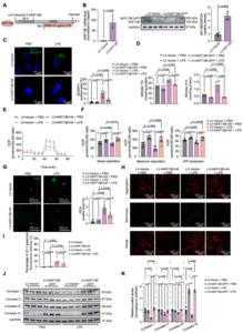 Fig.4. Cardiomyocyte KIF13B overexpression mitigates sepsis-induced cardiac dysfunction by enhancing lipid clearance and mitochondrial respiration