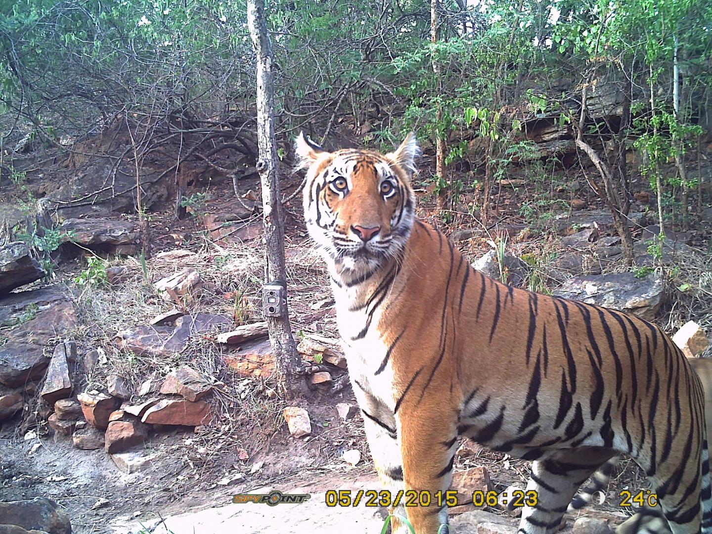 Tiger