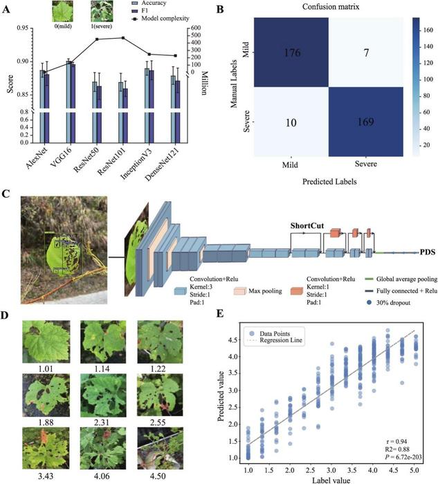 The DL model (DCNN) for phenotyping pest resistance as binary and continuous traits.