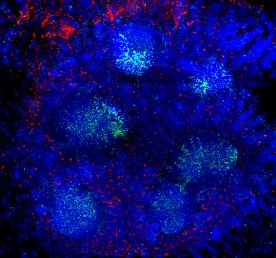 Prions in the Gut
