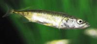 A three-spined stickleback