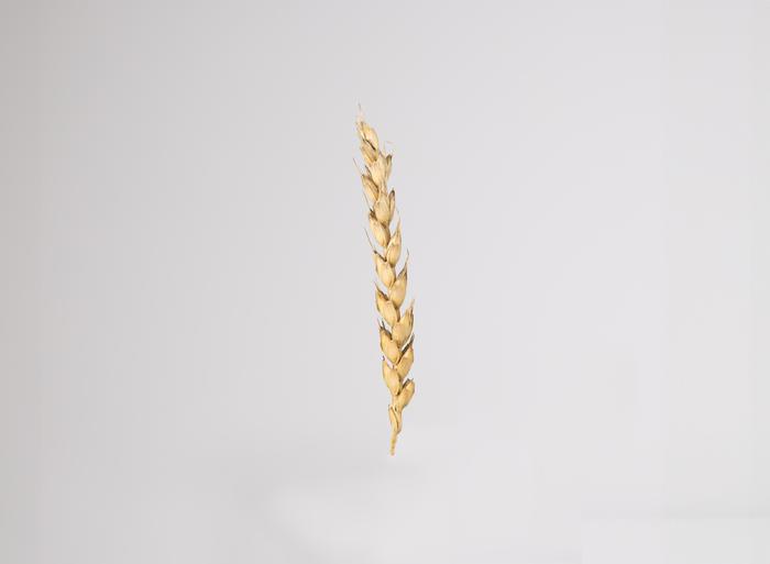 Waxes on wheat