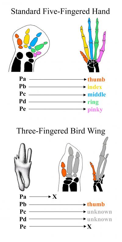 Origin of Bird Digits
