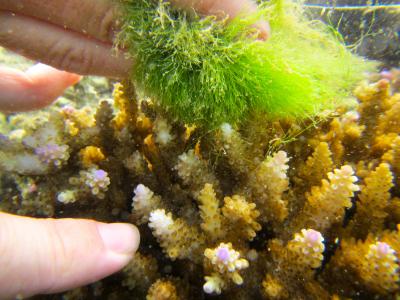 Corals Signal to Gobies, 'Come Clean Me!' (8 of 9)