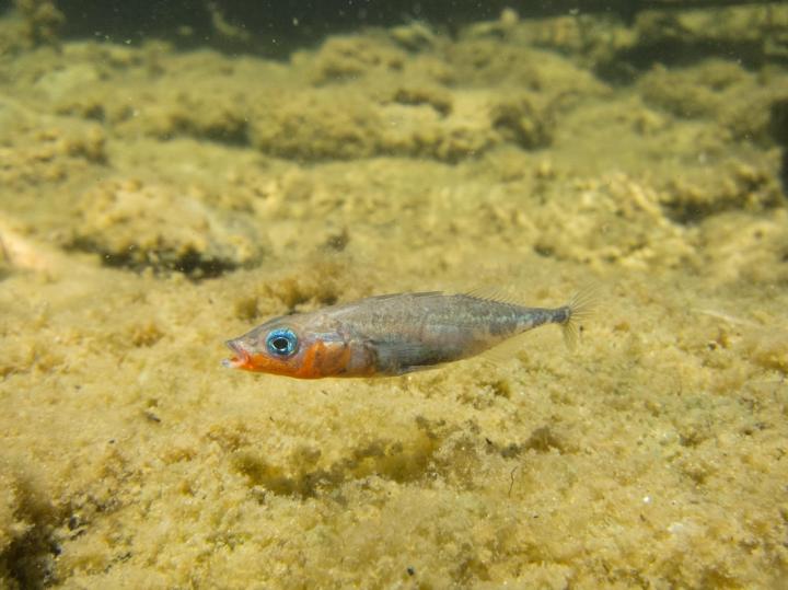 Fresh Water Stickleback