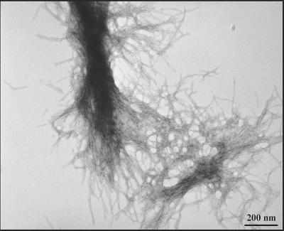 Fibrils