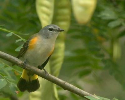 Female American Redstart