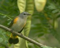 Female American Redstart