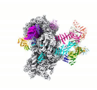 Cryo Electron Microscopy Shows How Ribosome Scans mRNA