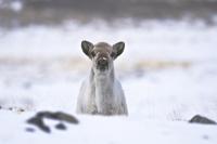 Arctic Caribou