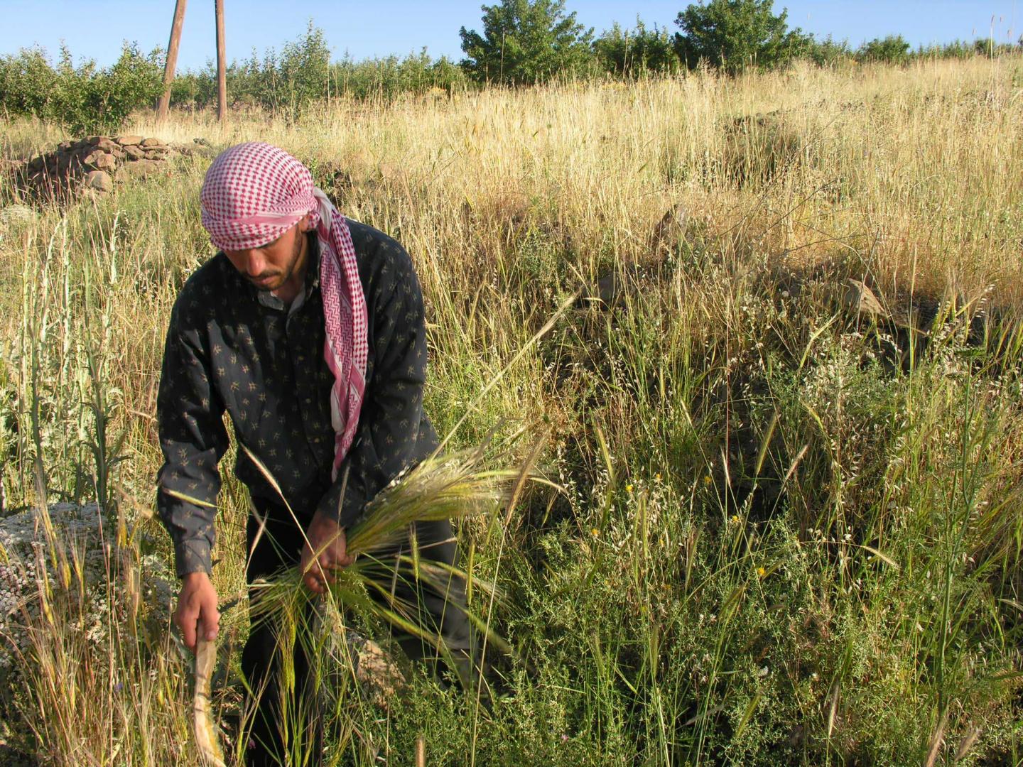 Wild Barley Harvest