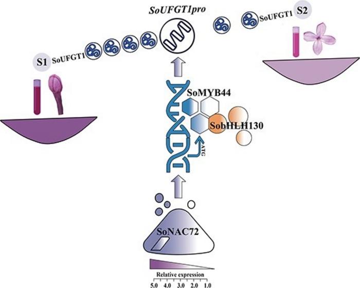 A working model of SoMYB44, SobHLH130, and SoNAC72, regulating SoUFGT1 to facilitate anthocyanin biosynthesis in S. oblata.