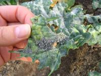 Cabbage Aphids (<em>Brevicoryne brassicae</em>)