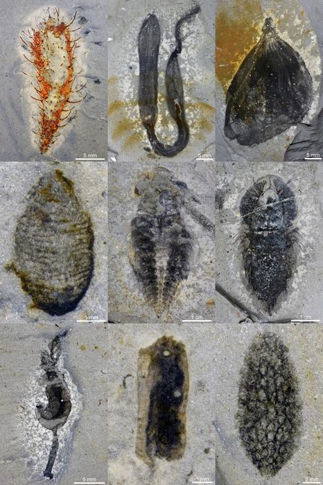 Soft-bodied fossils from the Huayuan biota