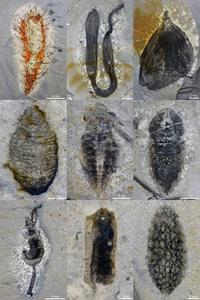 Soft-bodied fossils from the Huayuan biota