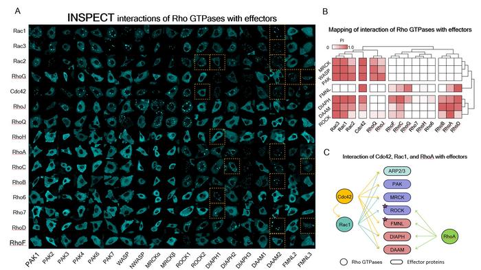 Unraveling the Secret of Cell Movement​