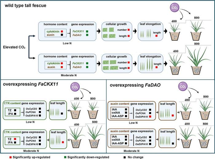 A proposed model for cytokinin- and auxin-mediated differential regulation of shoot growth and leaf elongation in plants exposed to elevated [CO2] under different N conditions, associated with altered expression of FaCKX11 and FaDAO.