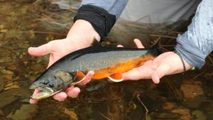 Arctic Char photo