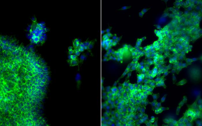 Microscopic Image of Cells