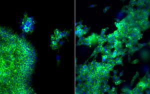 Microscopic Image of Cells