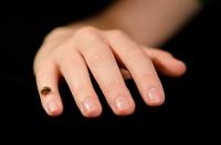 Finger Bone Replica