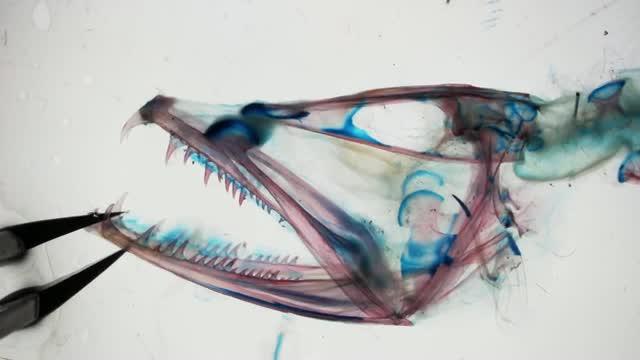 Video of Flexible Head Joint