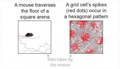 Grid Cells Spike at Specific Locations