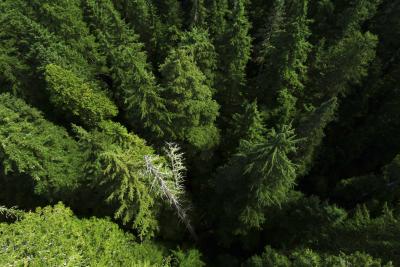 Wind River Rorest