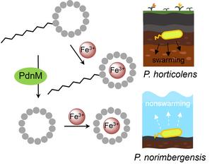 Plausible adaptive strategy in Pandoraea bacteria at at glance